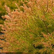 Arborvitae, Fire Chief #2